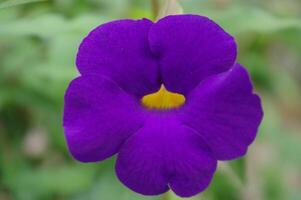 le rois manteau ou buisson l'horloge vigne ou thunberge erecta fleur a une Profond bleu violet pétales photo