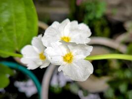 le blanc fleur de rampant burhead ou échinodore photo