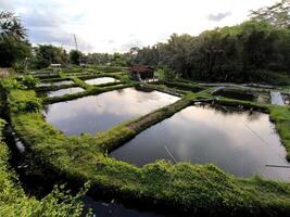 poisson étangs dans une village dans Yogyakarta, Indonésie, dans le après midi photo