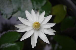 pygmée l'eau lis ou nymphaea lotus avec blanc fleurs vies au dessus le poisson étang photo