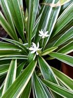 magnifique proche en haut photo de araignée plante ou chlorophytum comosum