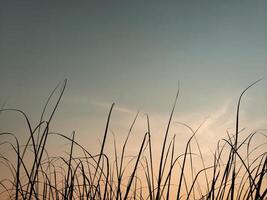 herbe avec ciel Contexte dans le soir à le coucher du soleil photo