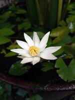 pygmée l'eau lis, nymphaea lotus, avec blanc fleurs vies au dessus le poisson étang photo