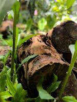 vieux Journal de mangue arbre dans le jardin photo