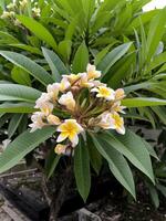 le semboja fleur ou frangipanier ou plumeria rubra est une plante dans subtropical ou tropical climats et est populairement planté dans les temples et cimetières. photo