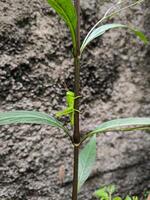 une vert sauterelle a atterri sur une plante tige photo