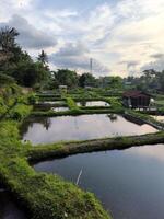 poisson étangs dans une village dans Yogyakarta, Indonésie, dans le après midi photo