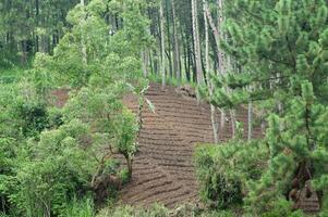 une cultivé terre sur une en pente terrain de terre sur une Montagne pente photo