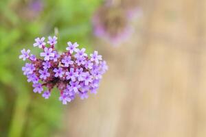 violet fleur verveine bonariensis champ dans vent. champ de violet verveine fleur. photo