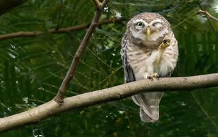 une petit hibou séance sur une branche dans le forêt photo