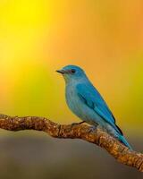 une bleu oiseau séance sur une branche avec une Jaune Contexte photo