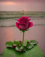 une Célibataire Rose est permanent dans le pluie sur une feuille photo