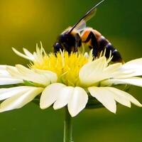 abeille sur une fleur photo