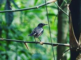 une petit oiseau est séance sur une branche dans le forêt. photo