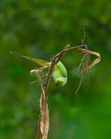 une vert oiseau séance sur une branche avec feuilles photo