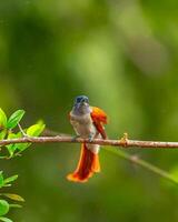 une petit oiseau avec une rouge queue séance sur une branche photo