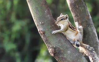 une écureuil est permanent sur le herbe près une arbre photo