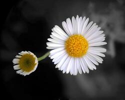 deux blanc marguerites sont montré dans noir et blanc photo