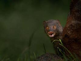 une petit animal avec ses bouche ouvert dans le herbe photo