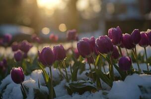 ai généré violet tulipes dans fusion neige photo