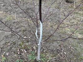 La peinture arbre les troncs avec une protecteur mélange photo