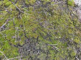 vert mousse grandi sur le sol dans le forêt photo