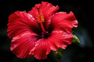 ai généré vibrant rouge hibiscus fleur. produire ai photo