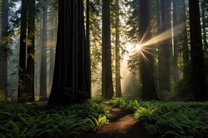 ai généré majestueux séquoia forêt des arbres Soleil. produire ai photo