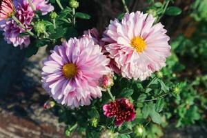 proche en haut vue de rose peint Marguerite fleurs, leucanthème, tanacetum cocciné, fleurs, chrysanthème photo