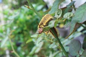 Jaune velu chenille sur le Rose feuille. photo