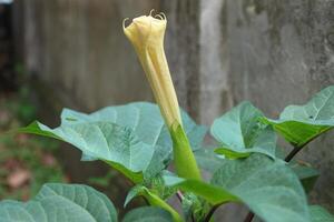 datura Wrightii, communément connu comme sacré datura, est une toxique vivace plante espèce et ornemental fleur de le famille solanacées photo