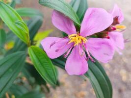 cette est une fleur de une arbre mélastome malabatricum. mélastome famille mélastomatacées scientifique Nom mélastome malabathricum l. photo