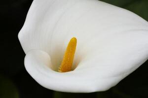 Célibataire calla lis fleur sur foncé Contexte photo