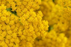 achillée Jaune fleurs achillée philippine photo