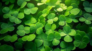 ai généré chanceux trèfle feuilles pour st. patrick's journée. bannière avec irlandais trèfle feuilles photo