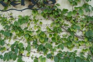 vert feuilles sur le mur Contexte pour décoration mur avec le extérieur mur de une bâtiment. photo