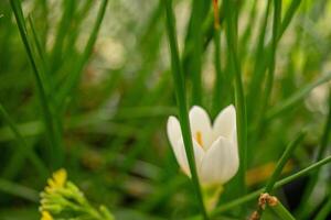 petit blanc fleur de l'automne zéphyr lis zéphyranthes sur le vert jardin. photo est adapté à utilisation pour la nature arrière-plan, botanique affiche et jardin contenu médias.