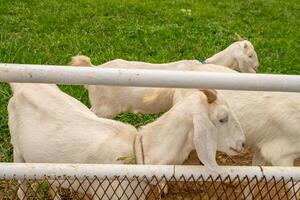 animal thèmes blanc chèvre Capra aegagrus hircus sur le vert cultiver. le photo est adapté à utilisation pour animal sauvage la vie et animal contenu médias.