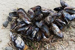 touffe de moule coquilles sur le sable plage photo