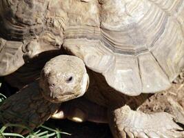 serré coup de terre tortue tête et coquille photo