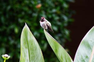 petit colibri séance sur pointe de gros feuille vert Contexte photo