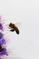 fermer de Jaune et noir abeille planant plus de violet fleur photo