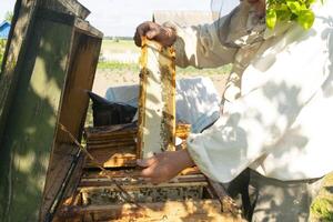 le apiculteur détient une mon chéri cellule avec les abeilles dans le sien mains. apiculture. photo