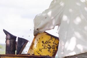 professionnel apiculteur dans protecteur vêtements de travail inspecter nid d'abeille Cadre à rucher. apiculteur récolte mon chéri photo