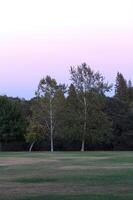 des arbres sur le bord de vert herbe parc avec ciel photo