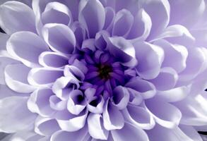 une proche en haut de une violet fleur avec blanc pétales photo