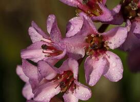 une proche en haut de certains rose fleurs avec l'eau gouttelettes sur leur photo