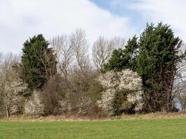 taillis de des arbres dans une champ avec floraison prunellier photo