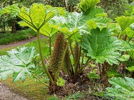 feuilles et fleur pointes de géant Rhubarbe, gunnera manicata photo