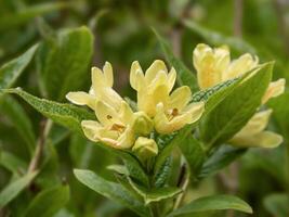 Jaune fleurs de vieux façonné weigela, Weigela Floride photo